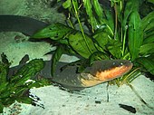 Electric eel Electric-eel.jpg