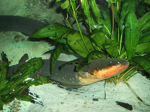 観覧注意 ブラジル アマゾン川流域の危険生物