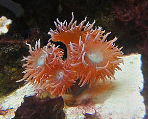 Descrierea imaginii Elegance-coral-catalaphyllia-jardinei.jpg.