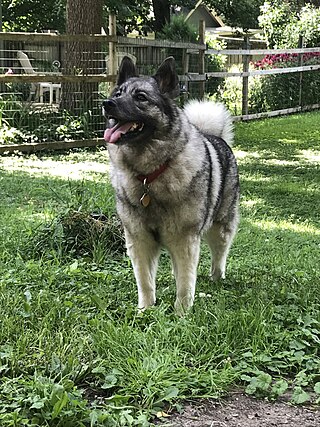 <span class="mw-page-title-main">Norwegian Elkhound</span> Dog breed