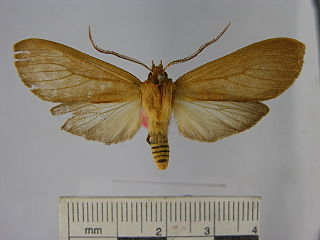 <i>Elysius ochrota</i> Species of moth