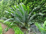 Encephalartos barteri, Parque Terra Nostra, Furnas, Azoren