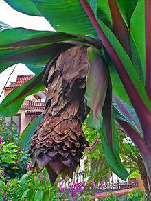 Ensete ventricosumInfrutescenceHijuela del Botanico, La Orotava, Tenerife.