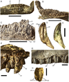 Dentition of Eolambia.Teeth in left dentary CEUM 74632 (Eo2) in (A) occlusal and (B) lingual views. Teeth in right dentary of CEUM 9758 (holotype) in (C) lingual view. Isolated dentary tooth CEUM 34261 (Eo2) in (D) lingual and (E) distal views. Teeth in right maxilla CEUM 35492 (Eo2) in (F) lingual view. Teeth in right maxilla CEUM 34356 (Eo2) in (G) labial view. Isolated maxillary tooth from the Eo2 bonebed in (H) labial view. Abbreviations: acr, accessory ridge; at, active tooth; md, marginal denticle; prr, primary ridge; rt1, first replacement tooth; rt2, second replacement tooth. Scale bars in A–C equal 5 cm; scale bars in D–H equal 1 cm.