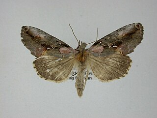 <i>Eosphoropteryx thyatyroides</i> Species of moth