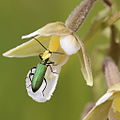 Epipactis palustris and Chrysanthia viridissima France - Landes