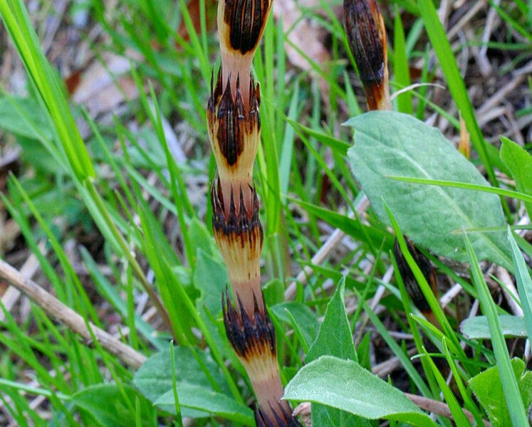 File:Equisetum arvense ENBLA08.jpeg