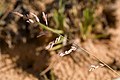 Eragrostis secundiflora - Flickr - aspidoscelis (1).jpg