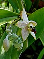 Callostylis pulchella