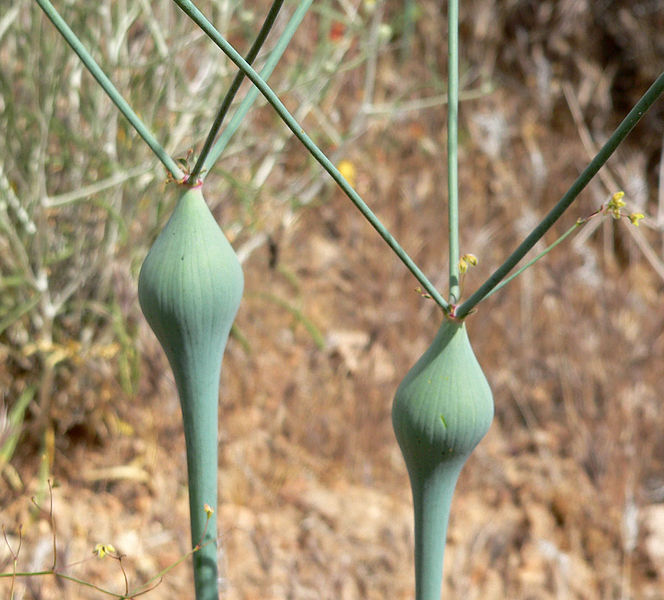 File:Eriogonum inflatum 3.jpg