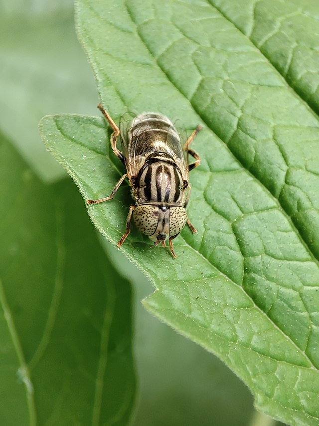 Eristalinus Aeneus in Behbahan, Iran