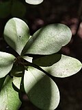 Miniatura para Erythroxylum havanense