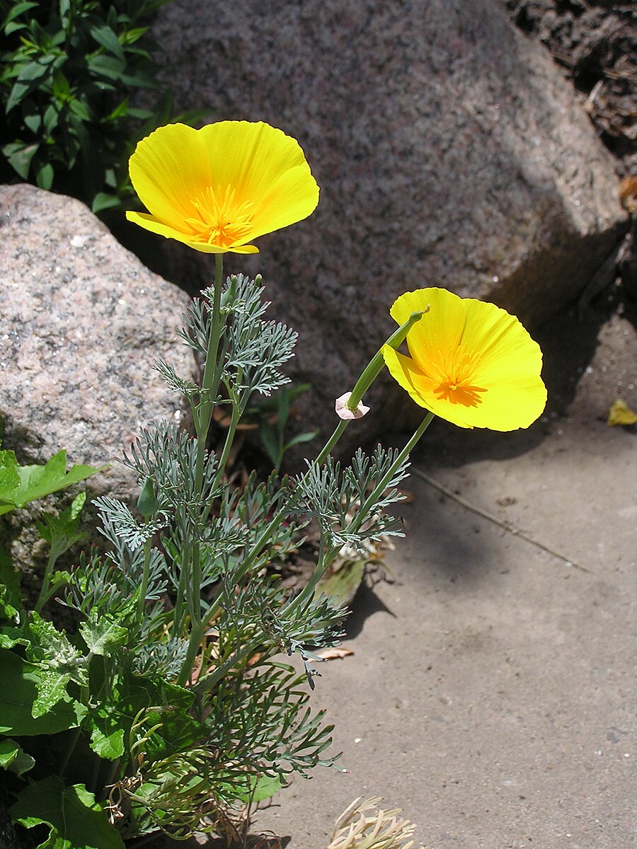 Eschscholzia californica эшшольция Калифорнийская