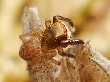 Euophrys de 01 cropped.jpg