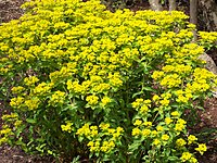 Euphorbia wallichii