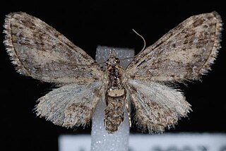 <i>Eupithecia maestosa</i> Species of moth