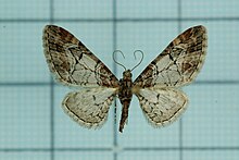 Eupithecia taywana female.jpg