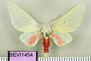 <i>Eupseudosoma involutum</i> Species of moth