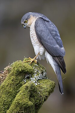 Accipiter Nisus: Descripción, Ecología y comportamiento, Distribución y hábitat