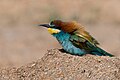 47 European Bee-eater (Merops apiaster) at Ichkeul NP uploaded by El Golli Mohamed, nominated by TOUMOU,  16,  0,  0