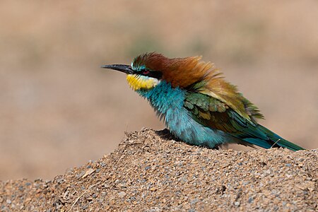 European Bee-eater (Merops apiaster) at Ichkeul NP