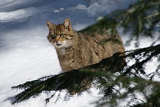 Europäische Wildkatze