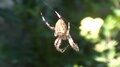 File:European garden spider (Araneus diadematus) in the UK.webm