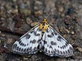 Eurrhypara hortulata (Linnaeus, 1758)