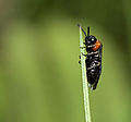 Vignette pour Blennocampinae