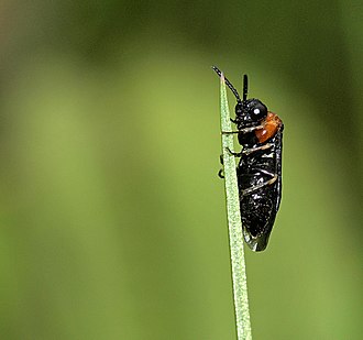 Eutomostethus ephippium female (15857676769).jpg