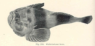 <span class="mw-page-title-main">Stargazer (fish)</span> Family of fishes