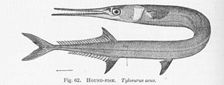 <i>Tylosurus acus</i>