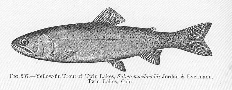 File:FMIB 51774 Yellow-fin Trout of Twin Lakes, Salmo macdonaldi Jordan & Evermann Twin Lakes, Colo.jpeg