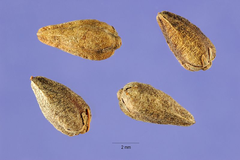 File:Fagopyrum tataricum seeds fata 002 php.jpg