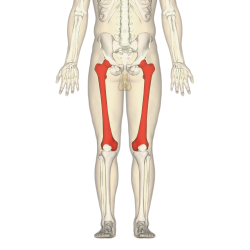 Femur - anterior view2.png