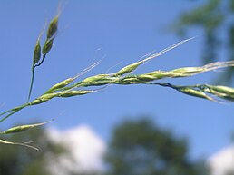 Festuca gigantea4.JPG