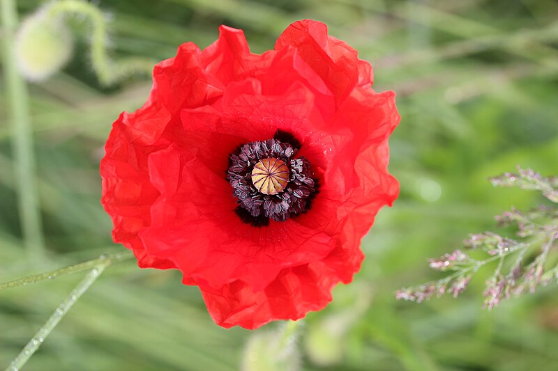 File:Field poppy - Papaver rhoeas (11931911036).jpg