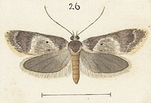Fig 26 MA I437893 TePapa Plate-XXXII-The-butterflies full (cropped).jpg