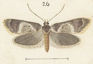 <i>Leptocroca vinaria</i> Species of moth