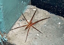 Fishing Spider.JPG