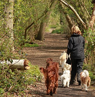 Fishpond Wood and Beverley Meads