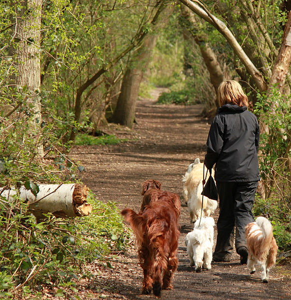 File:Fishponds Wood Nature Reserve (7217655390).jpg