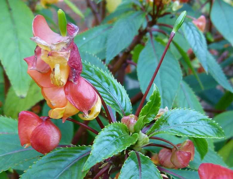 File:Fleurs d'un buisson parc de Bagatelle.JPG