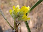 Flickr - João de Deus Medeiros - Eriosema stenophyllum.jpg