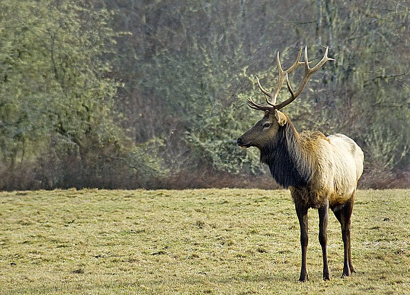 File:Flickr - Oregon Department of Fish & Wildlife - 2305 bull elk swart odfw.jpg