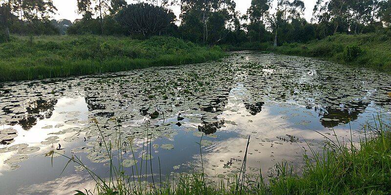 File:Floating Vegetation on the tributaries of River Rwizi in Mbarara 03.jpg