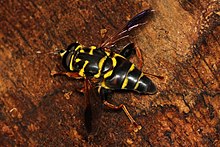 Flower Fly - Meromacrus acutus, Highland Hammock State Park, Sebring, Florida.jpg