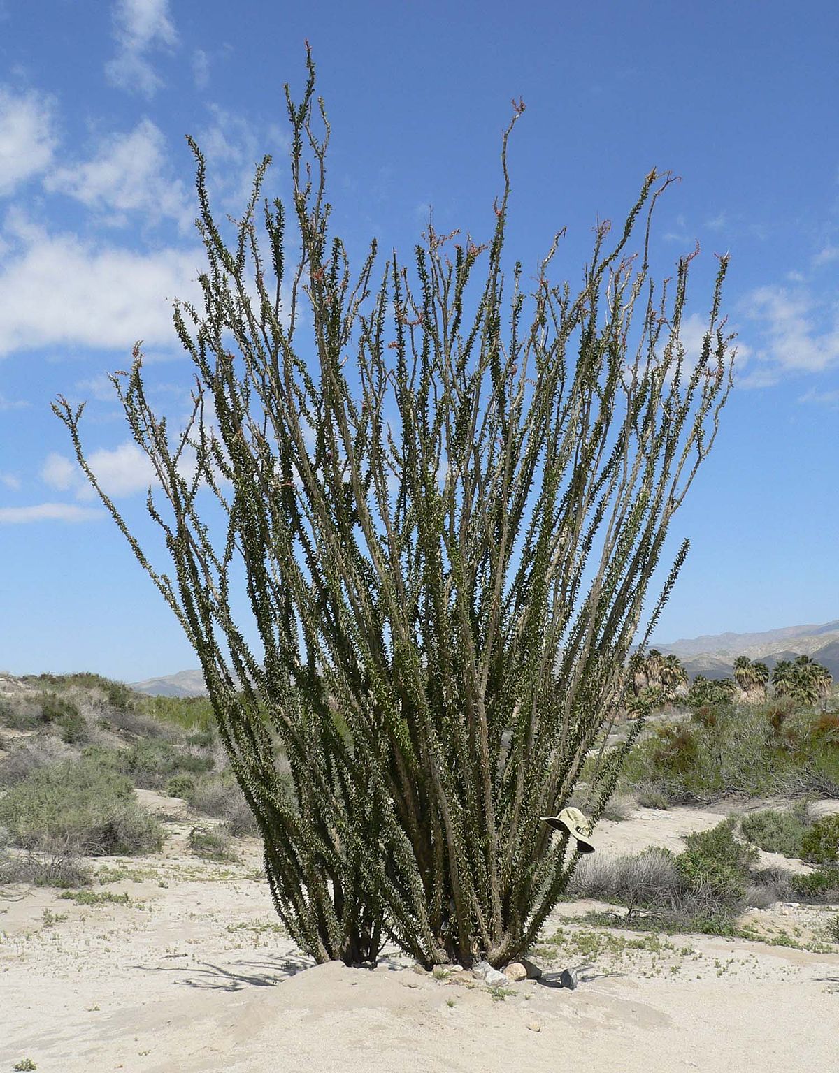 Fouquieria Splendens Wikipedia