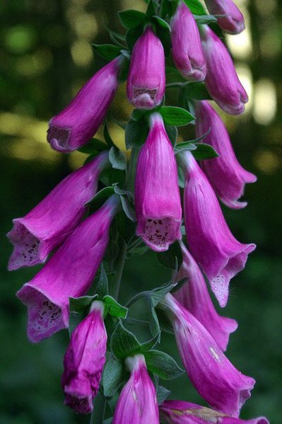 File:Foxgloves in Farningham - geograph.org.uk - 191176.jpg