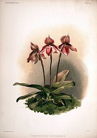 plate 65 Cypripedium × tautzianum